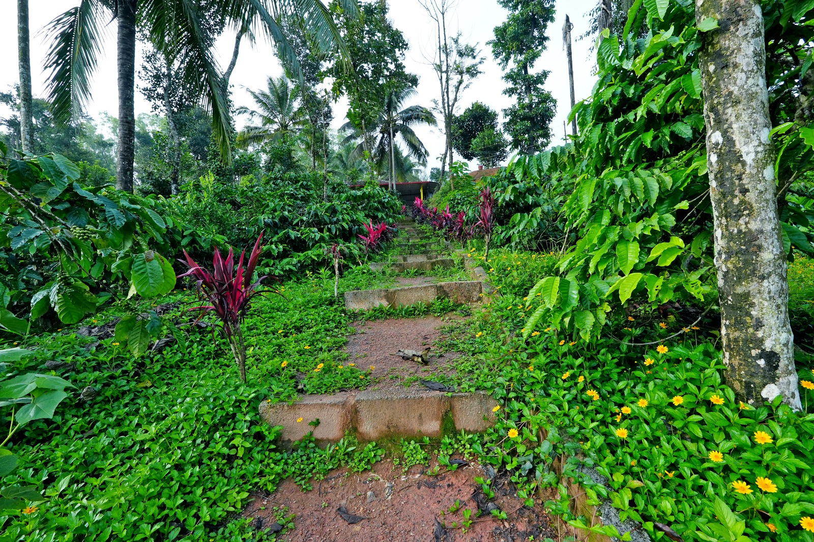 Plantation walk